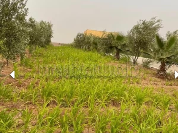 À Vendre: Terrain Route d’Agafay, Arboré d’Exception Idéal pour Projet d Vila