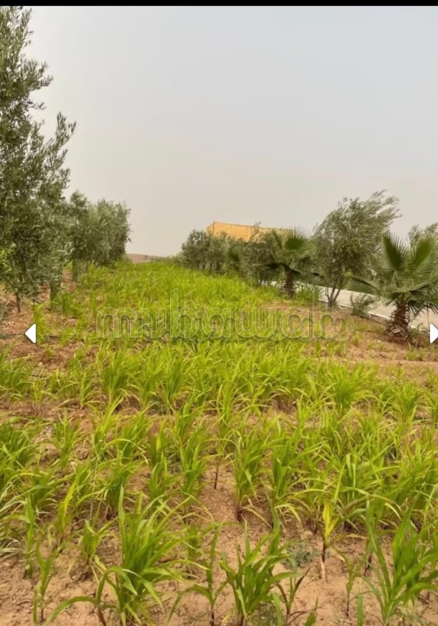 À Vendre: Terrain Route d’Agafay, Arboré d’Exception Idéal pour Projet d Vila