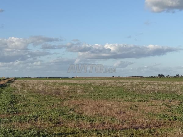 2 terrains agricoles titrés – Khemiss Mettouh