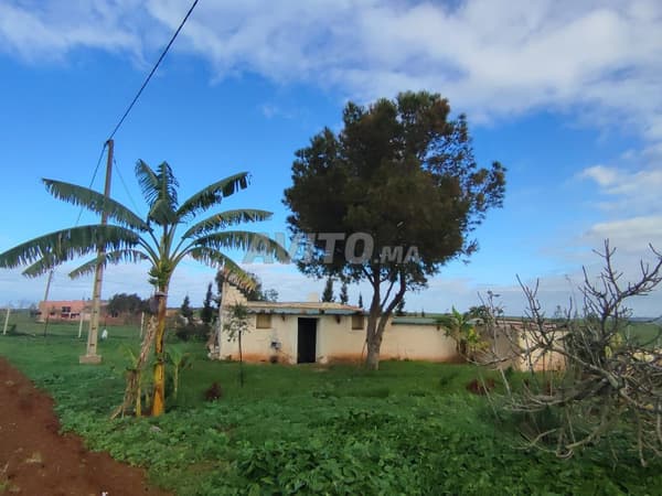 Ferme 1ha 3602m2 à Sidi hajjaj Tit mellil.