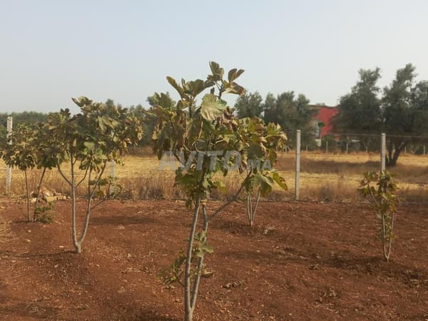 1 hectare hoogwaardig