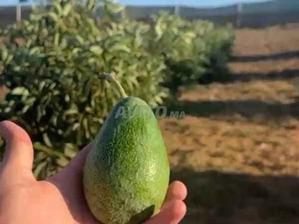 Hectare titré avec avocatiers à proximité d'Allal El Bahraoui