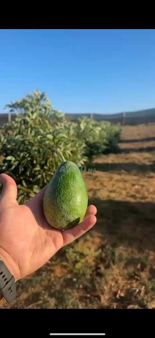 Hectare titré avec avocatiers à proximité d'Allal El Bahraoui
