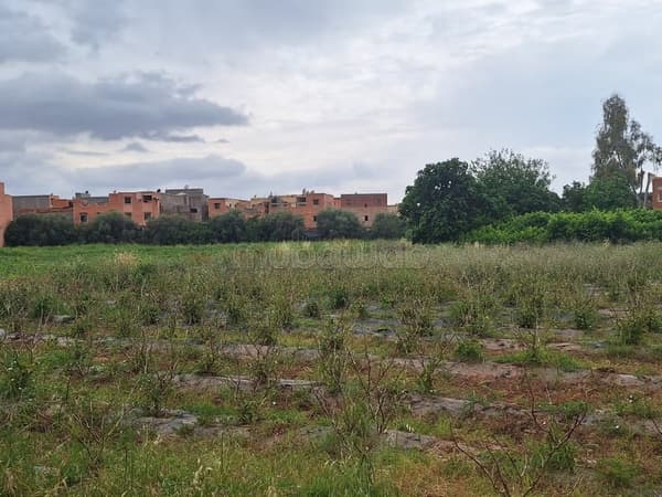 Terrain 6.5 Ha à Cherifia sur rte d'amezmiz