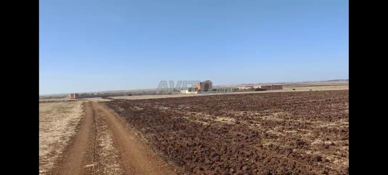 Terreno agrícola de 1,5 hectáreas en propiedad en la carretera de Ouled Said