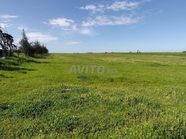 3.63 ha titré sur la route à Benslimane ain laksab