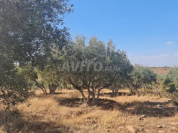 أرض فلاحية مع مزرعة