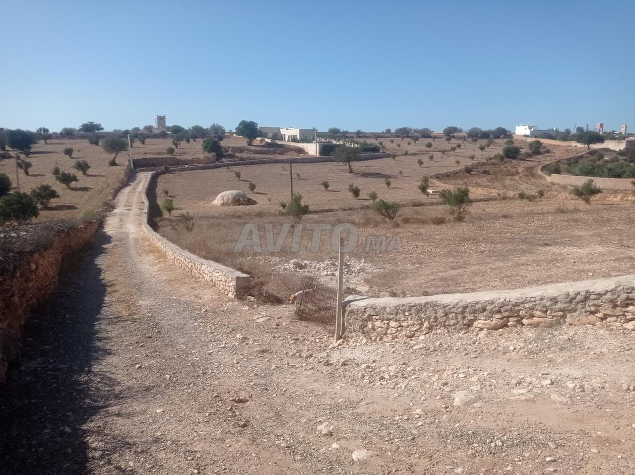 El Harratha, Douar El Massassa
