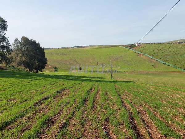 Ter titre 13000m2 Sehoul Salé