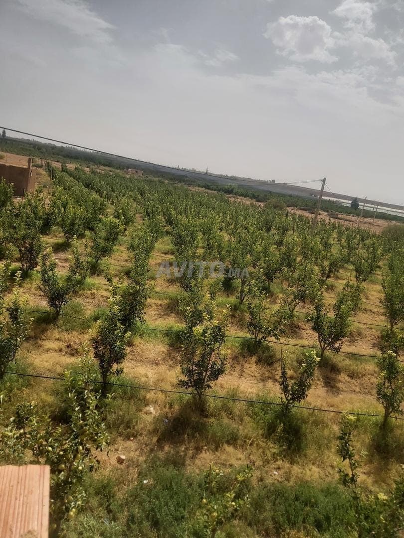 Farm for sale at سهب الروا, route بولمان.
