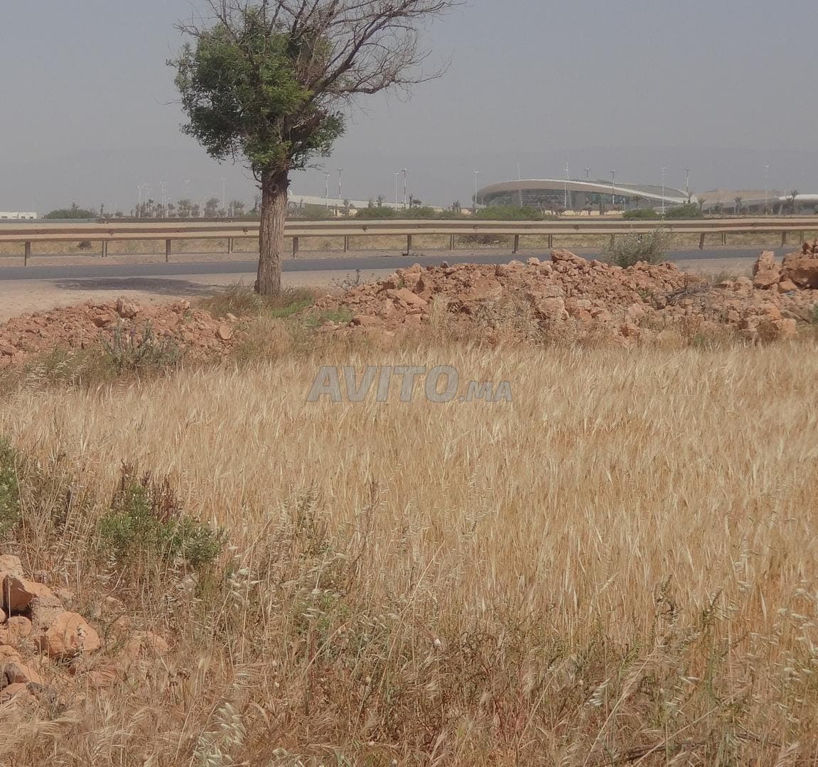 IN VENDITA – TERRENO DI 3,35 ETTARI A OUJDA