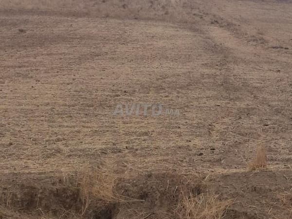 1,5 ettari a 14 milioni solo vicino a Sidi Bettach