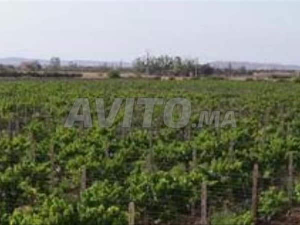 Ferme Vigne à vendre