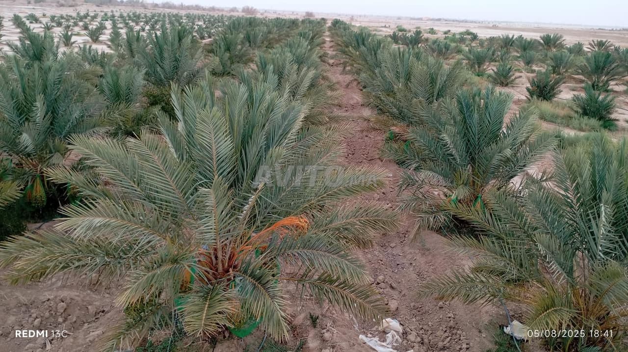 Palmboomfarm te koop