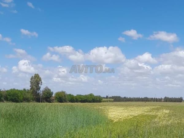 3 hectares à vendre dans la région d'Al-Arjat