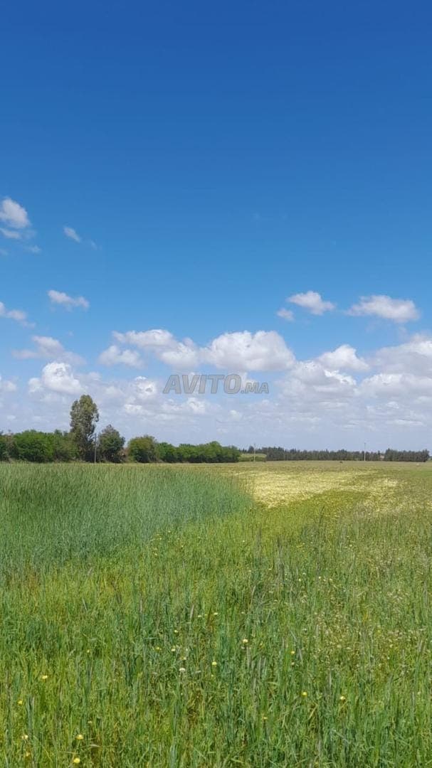 3 hectares à vendre dans la région d'Al-Arjat