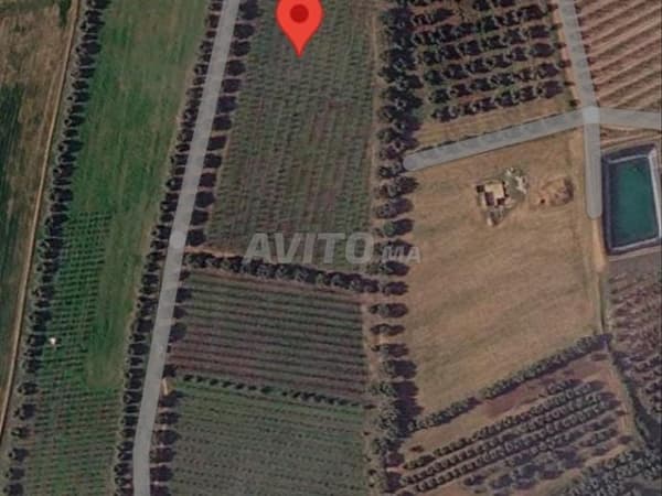 4 hectare te koop nabij de stad Meknès