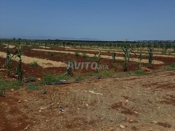 Quatre hectares irrigués à vendre