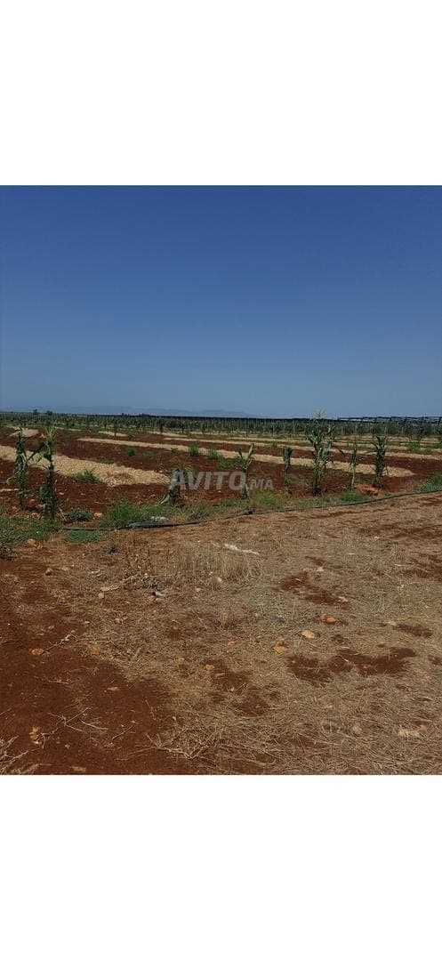 Quatre hectares irrigués à vendre