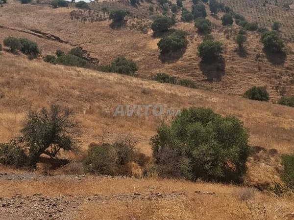 🌾 Terreno agricolo con titolo di proprietà in vendita – 6 ettari