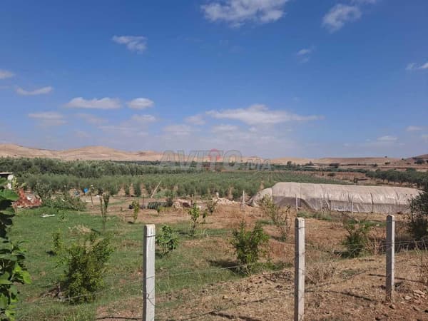Farm Sale in Khemisset