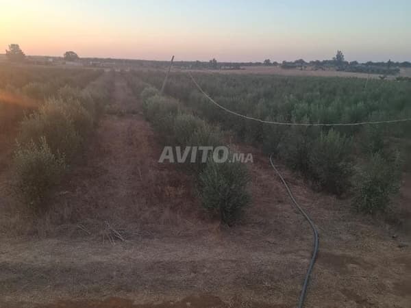 4 ettari, 6000 olivi da frutto, acqua e elettricità disponibili