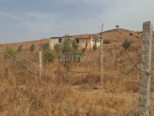 Terrain agricole titré à vendre près de Sidi Bettach – 3000 m²