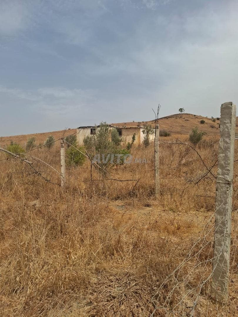 Terrain agricole titré à vendre près de Sidi Bettach – 3000 m²