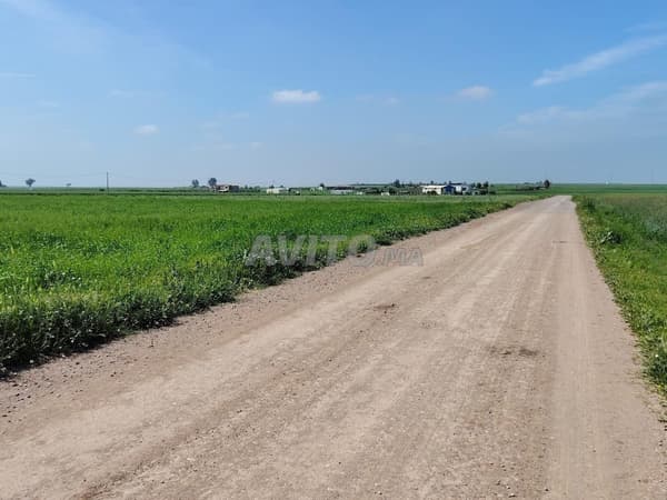 2.62 ha titrés à Benslimane zyayda