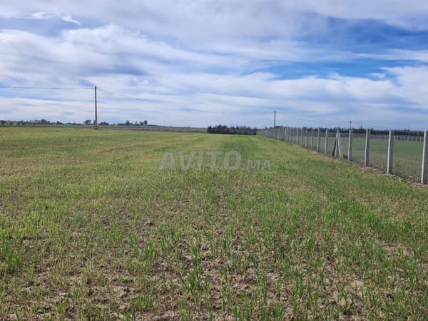 1 ha agricole titrée sur la route à Benslimane