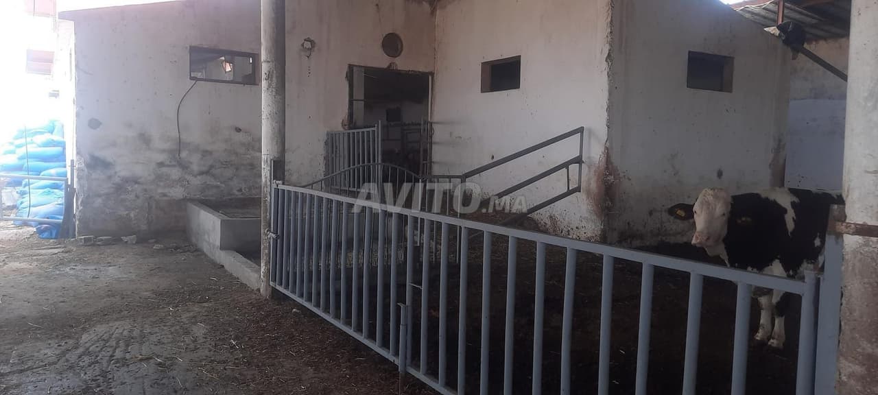 Granja con título de propiedad en venta, precio 145 millones, Tiflet
