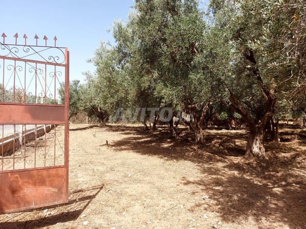 أرض زراعية / مشروع مزرعة صغيرة