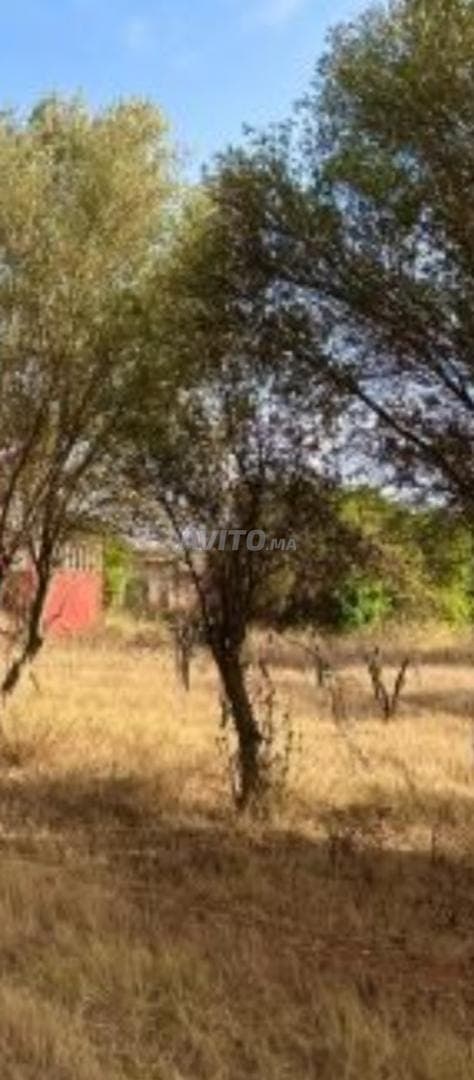 Ferme près d'El Jadida