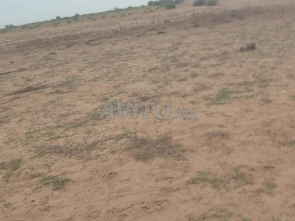 Terreno en venta en la provincia de Sidi Bennour Bouhamam