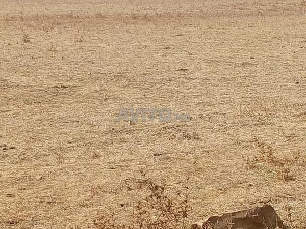 Commune de Oulad Sghir, Settat