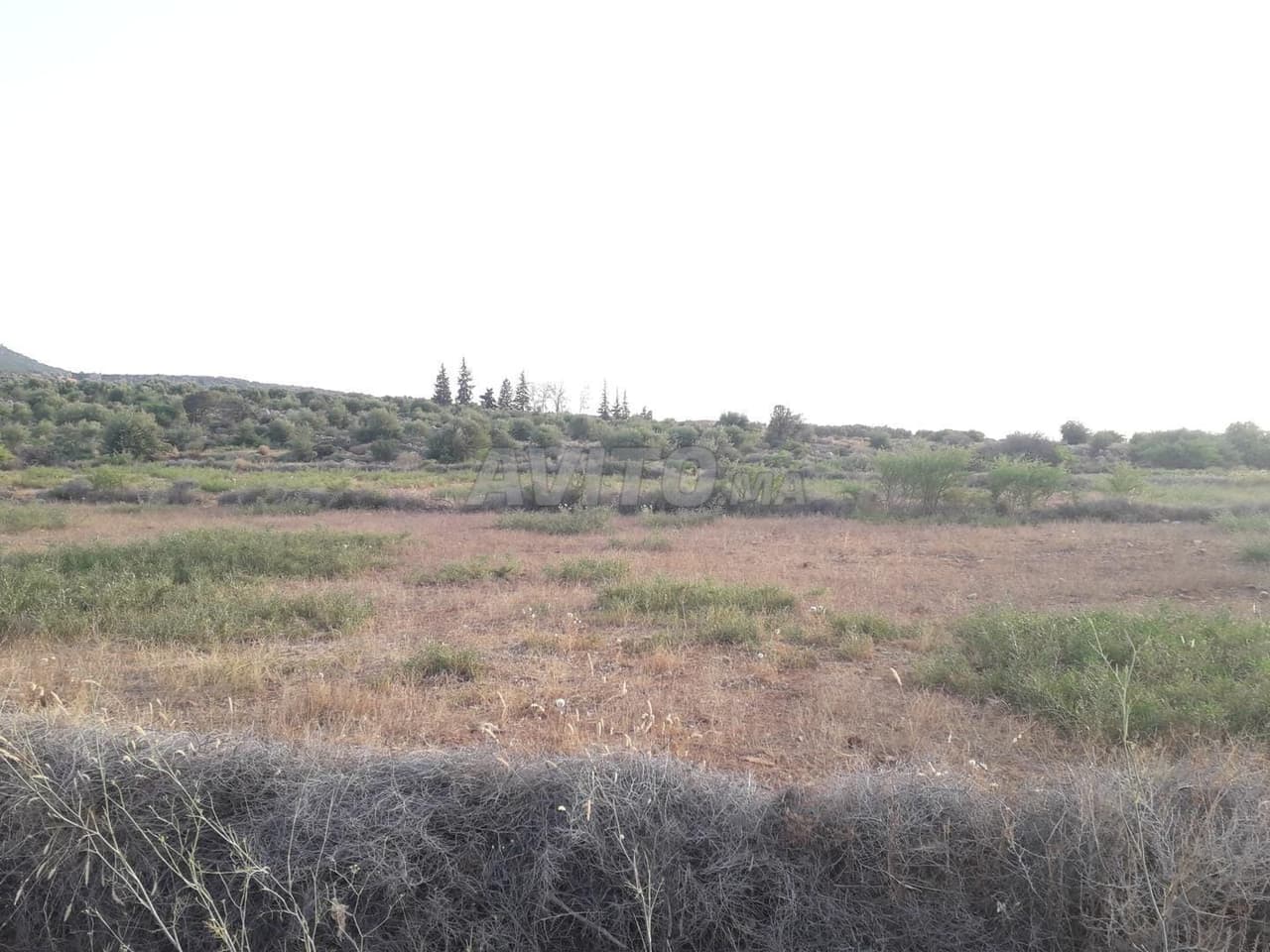 4-hectare agricultural land for sale