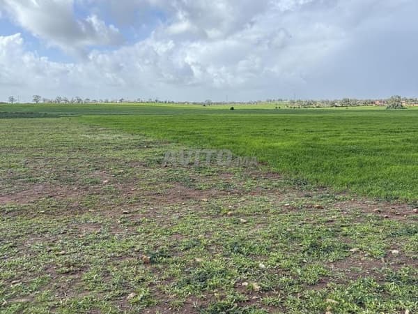 Hectare Sidi Rahal