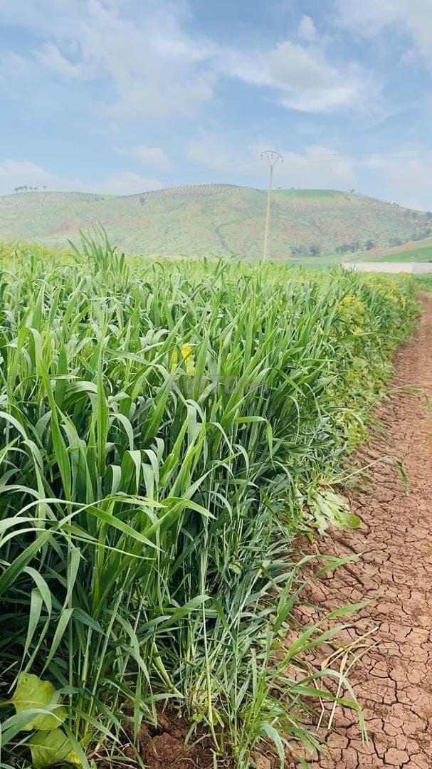 Twee hectare met titel, goede deal aan de weg bij Tiflet