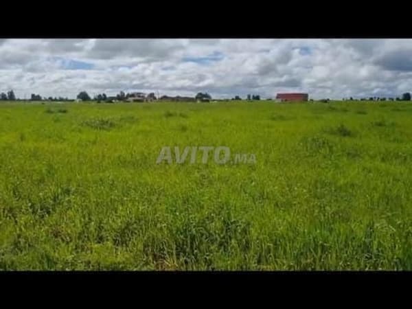Landwirtschaftliches Grundstück zu verkaufen, 15559 m², 700000 DH