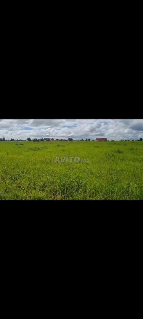 Landwirtschaftliches Grundstück zu verkaufen, 15559 m², 700000 DH