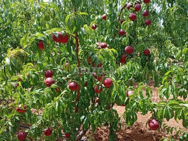 Schöne Farm mit 3,17 Hektar und Grundbuchtitel