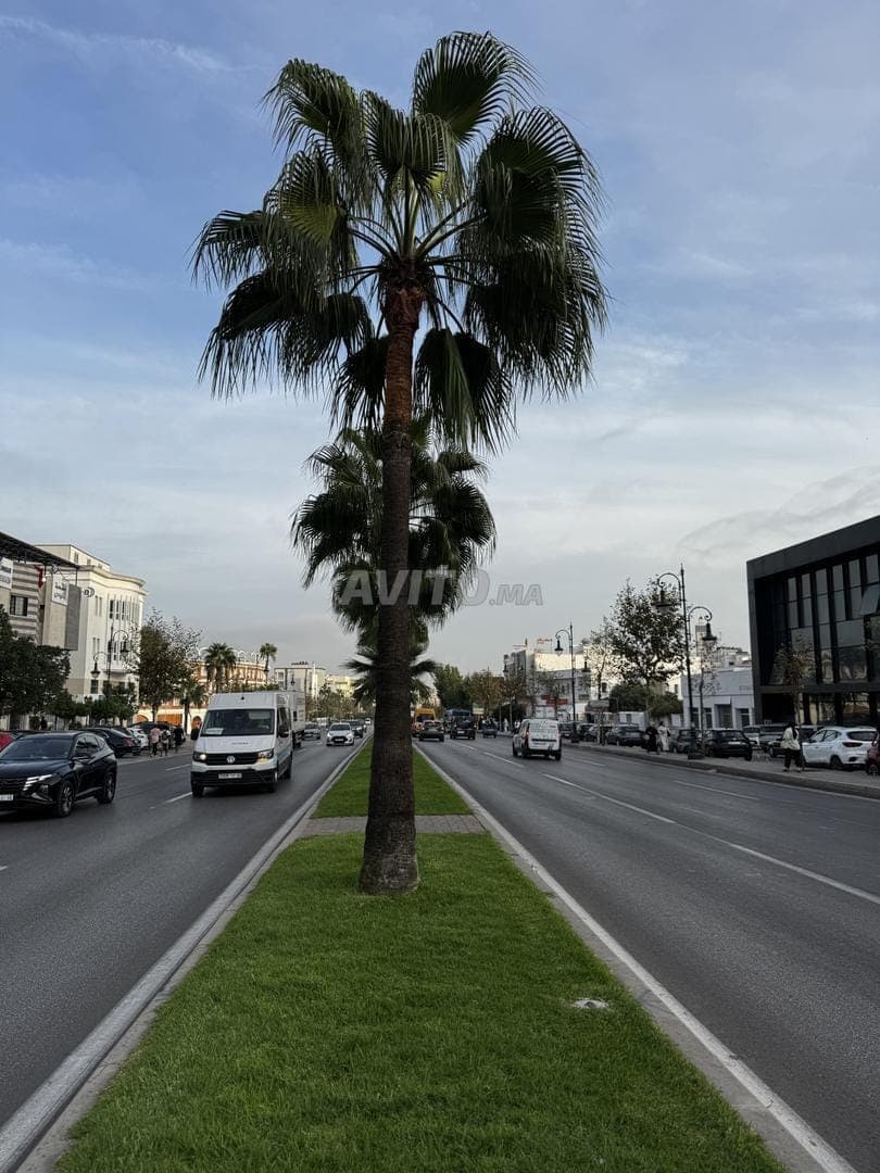 1000m² on Rue de Tétouan with dual access