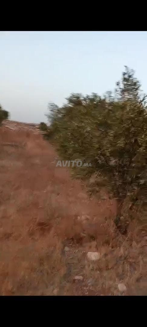 Terreno con titolo di un quarto di ettaro piantato con ulivi
