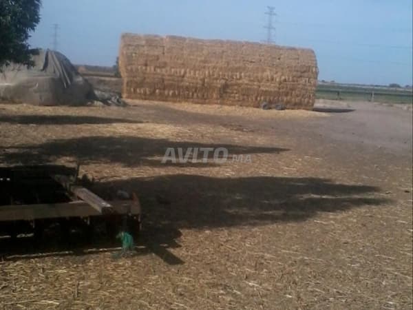 Agricultural land with excellent irrigation, Tirs soil, for sale