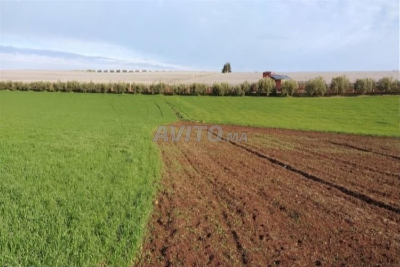 TERRAIN AGRICOLE PRÈS DE CASA
