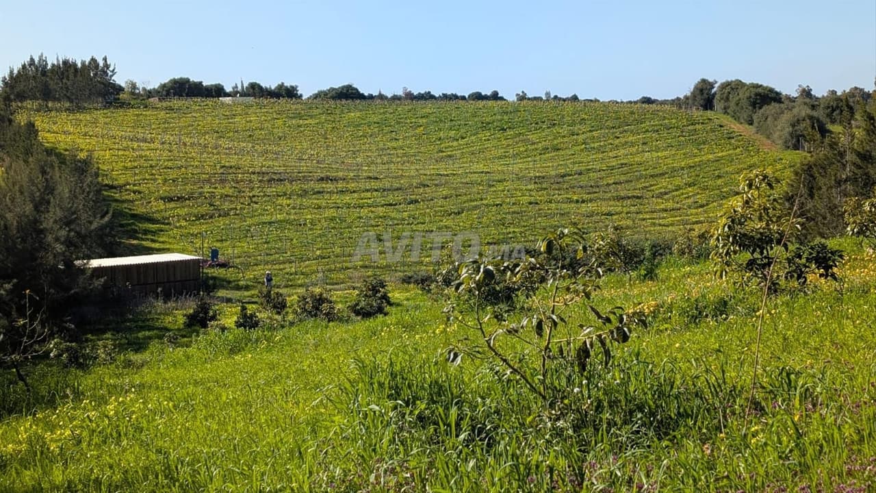 Titled agricultural farm for sale in Asilah
