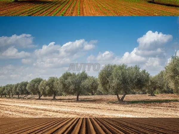 Terreno agrícola con 30 olivos