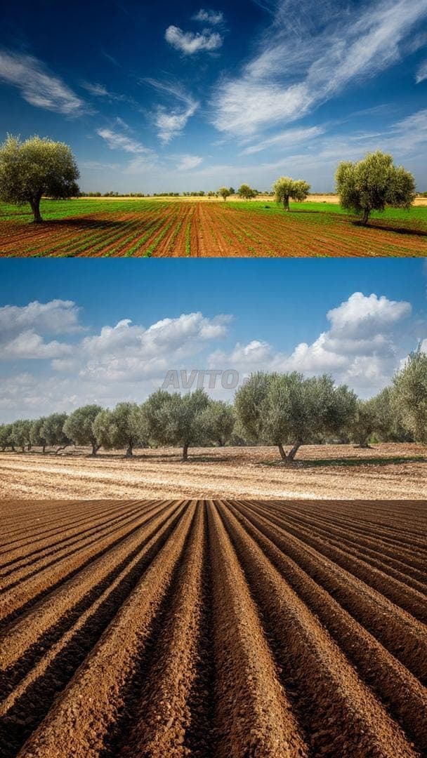 Terreno agrícola con 30 olivos