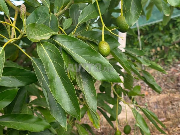 Ferme agricole pour la production d'avocats