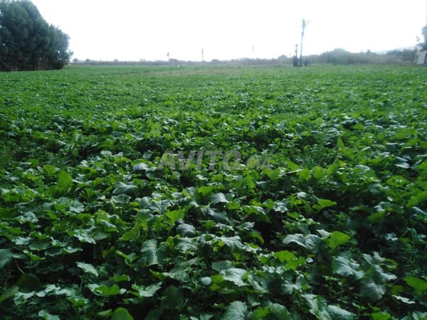 Terrain agricole à vendre près d'Agadir
